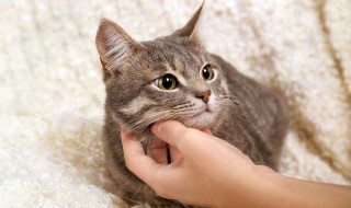 自制颗粒猫粮简单 自制颗粒猫粮简单制作