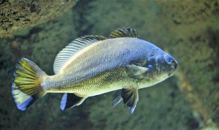 如何自家庭院养食用鱼 如何自家庭院养食用鱼苗