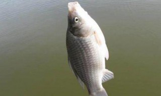 鱼竿掉漆用什么修补（鱼竿清漆掉了怎么办）