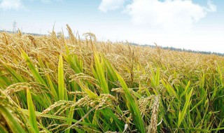 怎么种植粮食 如何种植粮食