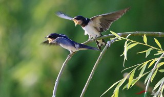 翩翩乳燕穿帘影表现手法