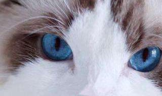 布偶海双属于什么系的猫 布偶猫的品种图解海双