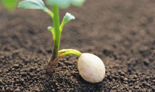 种子一般多长时间出苗? 种子育苗时间一般为几个月