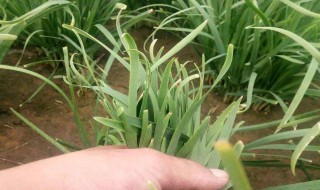 韭菜黄叶是什么原因（韭菜黄叶是什么原因?）