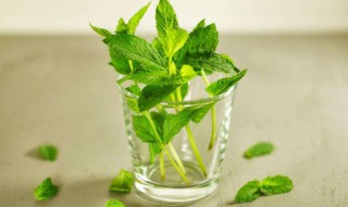 薄荷种子多久发芽（薄荷播种后几天发芽）