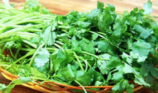 香菜一年可以种几次（香菜一年可以种几次植物）