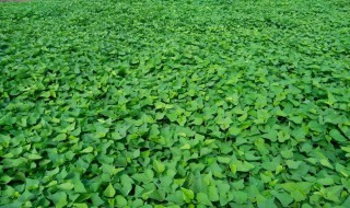 红薯一年可以种植几季（几月份可以栽红薯）