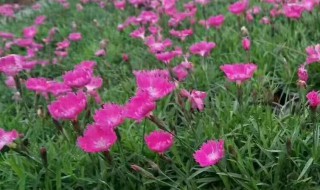 石竹扦插方法（石竹扦插方法视频教程）