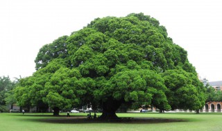 榕树怎么繁殖 盆栽榕树