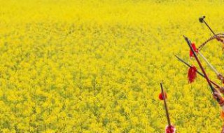 三月播种的花籽 三月播种的花籽有哪些