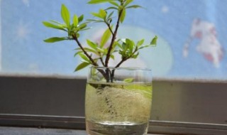 栀子花能水培根吗 栀子花能水培根吗图片