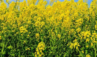 油菜开花打什么药（油菜开花打什么药防虫）