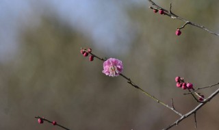 梅花修剪时间 梅花几月份修剪怎么修剪