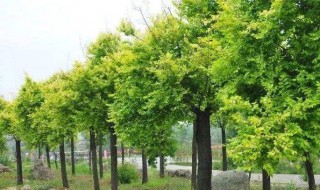 什么树长得快（什么树长得快又值钱）