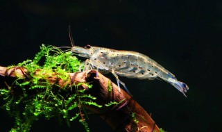 观赏虾能和什么鱼混养（能和观赏虾混养的鱼）