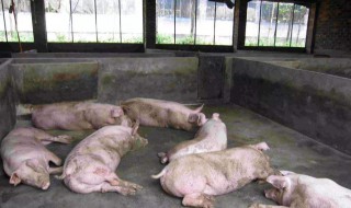 猪便秘土方法怎么治疗 猪便秘最快通便的土方法