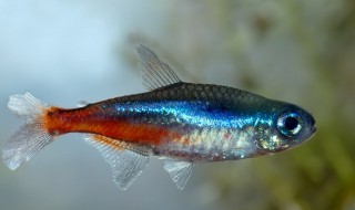 红绿灯鱼繁殖教程（红绿灯鱼繁殖方法）