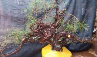 下山桩头如何生根（下山桩头如何生根视频）