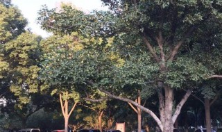 院子栽几棵桂花树好(院子种几棵桂花树好)