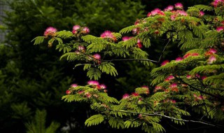 家里能不能种合欢树 合欢树可以在家里栽吗