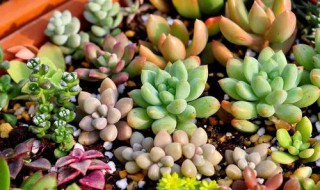 多肉植物夏天可以晒太阳吗（多肉植物夏天可以晒太阳吗）