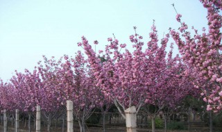 樱花怎么嫁接（樱花怎么嫁接视频）