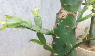 芽接方法 芽接方法有哪些