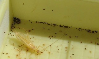 竹蛉怎么养（竹蛉怎么养寿命长）