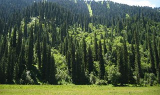 什么树驱蚊（什么树驱蚊蝇效果最好）