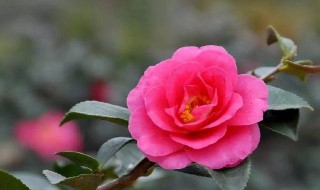 茶花嫁接砧木有几种 茶花嫁接用什么木