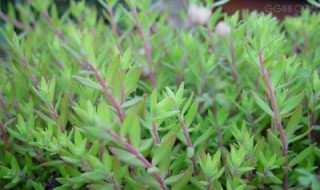 垂盆草有多少个品种 垂盆草有多少个品种图片