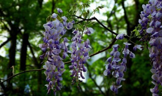 紫藤花扦插时间 紫藤花扦插时间多久