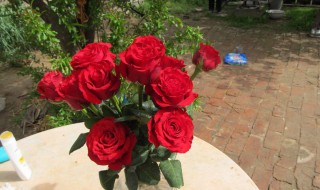 玫瑰适合室内养吗（家里为什么不能养玫瑰花）