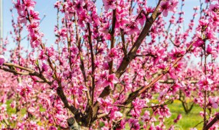 桃树开花时能浇水吗（桃树开花时能浇水吗怎么浇）