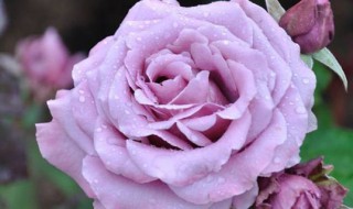 月季常见病虫害及防治方法（月季常见病虫害及防治方法介绍）