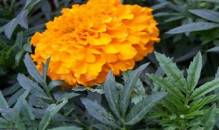 菊花什么时候打顶（菊花什么时候打顶最好）