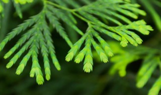 坟上种柏树有什么说法没有 坟旁边种柏树是什么意思