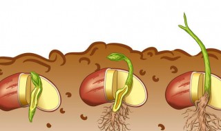 种子的成长过程 种子的成长过程小学生作文