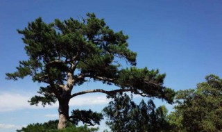 柏树和松树的区别(侧柏树和柏树的区别)