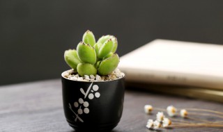 熊童子扦插技巧（熊童子怎么繁殖 熊童子的扦插方法）