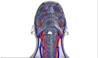 颈动脉的部位在哪里（颈动脉的部位在哪里气管旁）