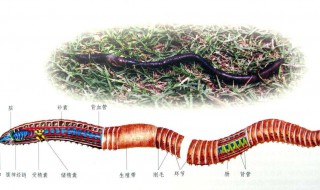 在哪里可以找到蚯蚓 在哪里可以找到蚯蚓钓鱼