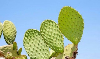 仙人掌的根有什么作用 仙人掌的根有什么作用20字