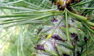 松塔养花做法 怎样用松塔养花