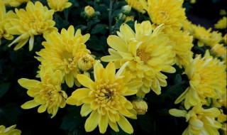 菊花栽培技术与要点（菊花栽培管理技术要点）