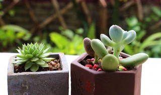 多肉植物的春季养护方法（多肉植物的春季养护方法有哪些）