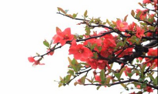 海棠有毒吗可以在室内养吗（海棠有毒吗能在家养）