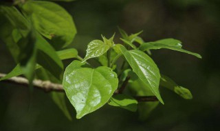 核桃树不开花.不结果是怎么回事（核桃树不开花.不结果是怎么回事呢）