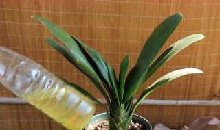 阿司匹林养兰花怎么用（阿司匹林可以用来养兰花吗）