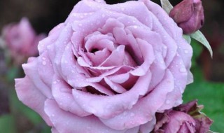 养花的基本知识 养花的基本知识有哪些